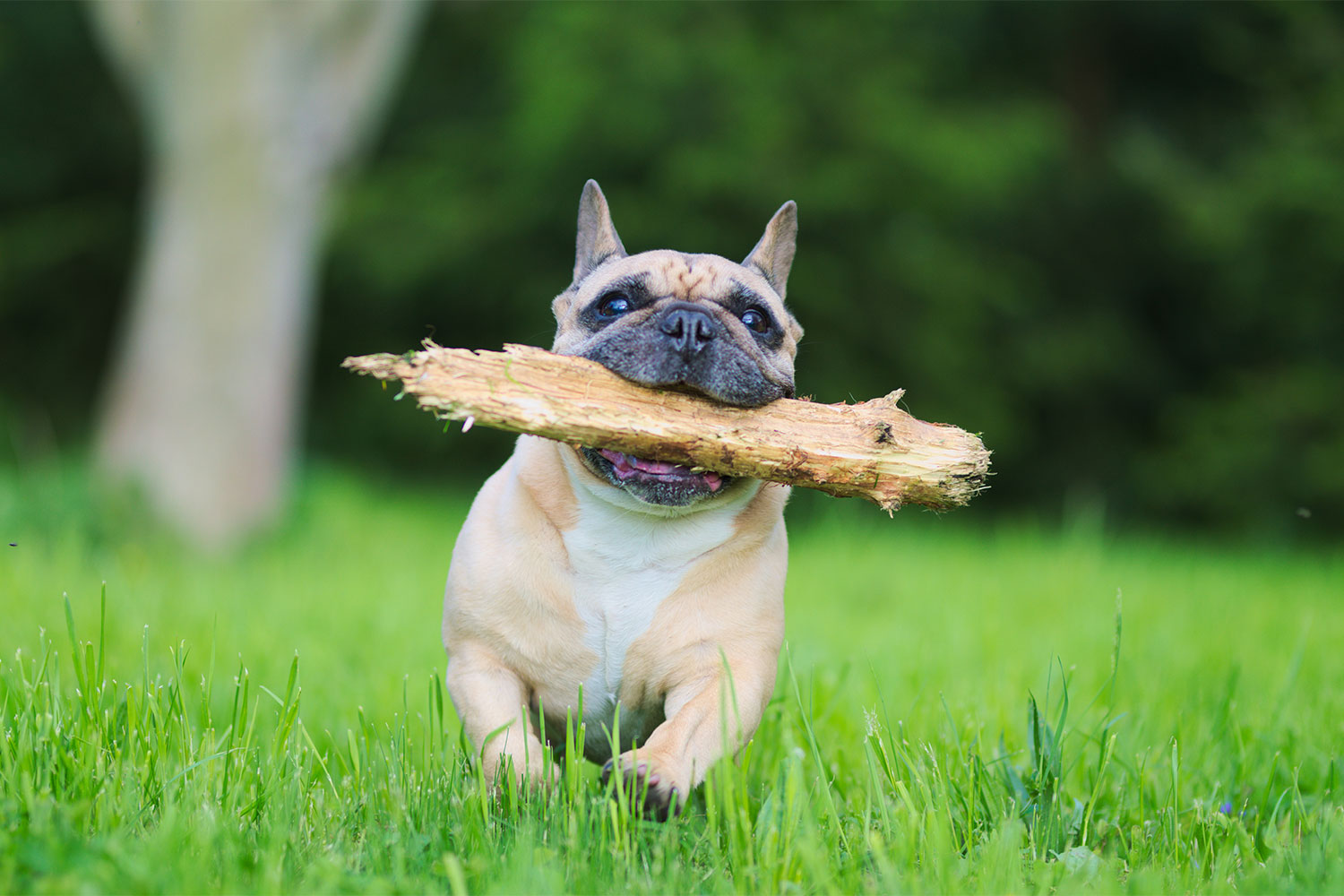 Mops Dein Haustiermagazin